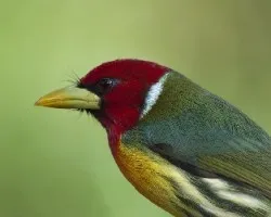 Eubucco bourcierii