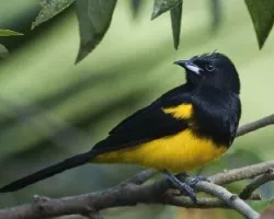 Icterus prosthemelas 