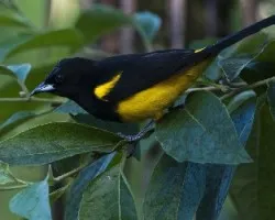 Icterus prosthemelas 