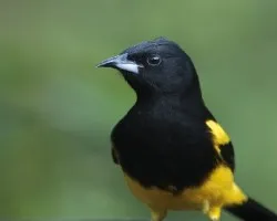 Icterus prosthemelas 