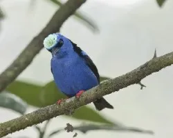 Cyanerpes cyaneus