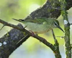 Cyanerpes cyaneus