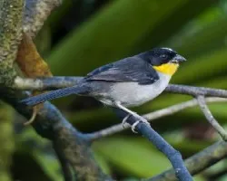 Atlapetes albinucha