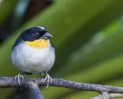 Atlapetes albinucha