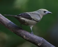 Palm tanager,