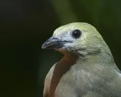 Tangara Palmera