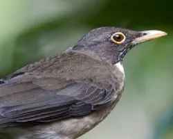 Turdus assimilis