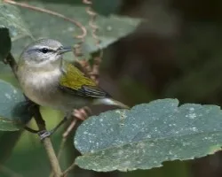 Oreothlypis peregrina