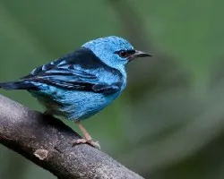 Dacnis cayana