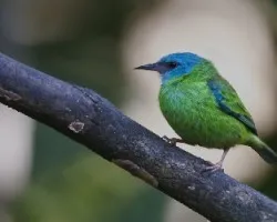 Dacnis cayana