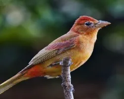 Piranga rubra