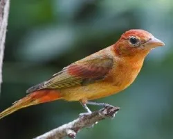 Piranga rubra
