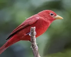 Piranga rubra