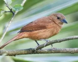 Tachyphonus rufus 
