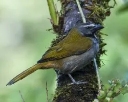 Saltator atriceps