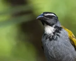 Saltator atriceps