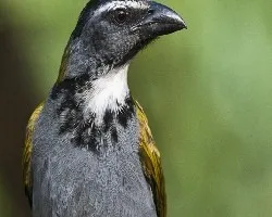 Saltator atriceps