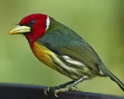 Eubucco bourcierii