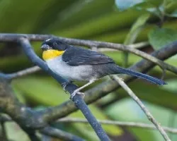 Atlapetes albinucha