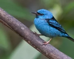 Mielero azulejo
