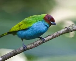 Tangara gyrola