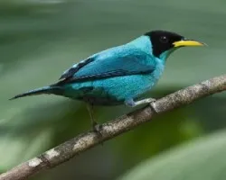 Green Honeycreeper