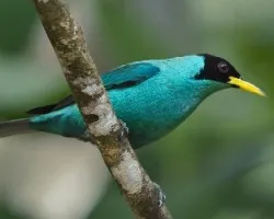 Mielero verde