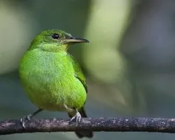 Chlorophanes spiza