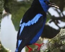 Cyanerpes cyaneus