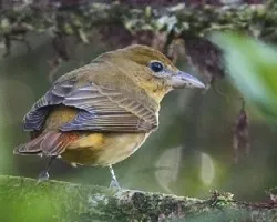 Piranga rubra