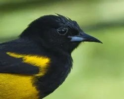 Icterus prosthemelas