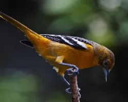 Icterus galbula