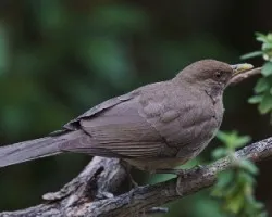 Turdus grayi