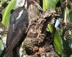 Lineated Woopecker