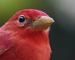Piranga rubra