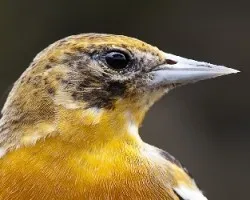 Icterus galbula
