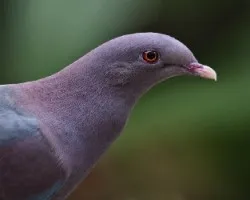 Patagioenas flavirostris 