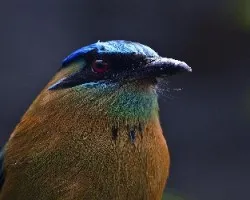 Momotus momota 