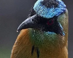 Momotus momota 