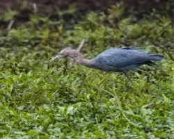 Egretta rufescens