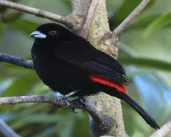 Ramphocelus passerinii