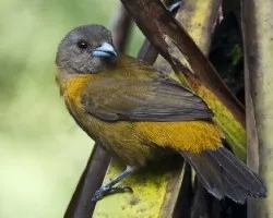 Ramphocelus passerinii