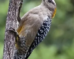 Melanerpes hoffmannii