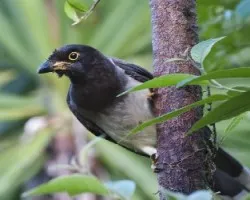 Cyanocorax morio 