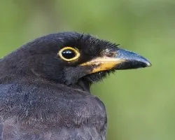 Cyanocorax morio