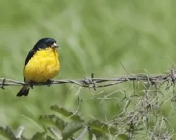 Spinus psaltria