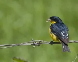 Spinus psaltria