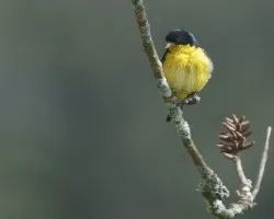 Spinus psaltria