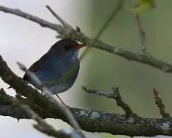 Catharus auratiirostris