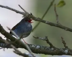 Catharus auratiirostris